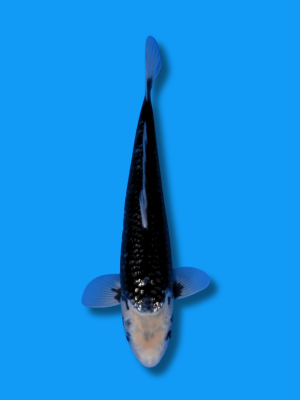 Ginrin Matsukawabake | Koi&Co.